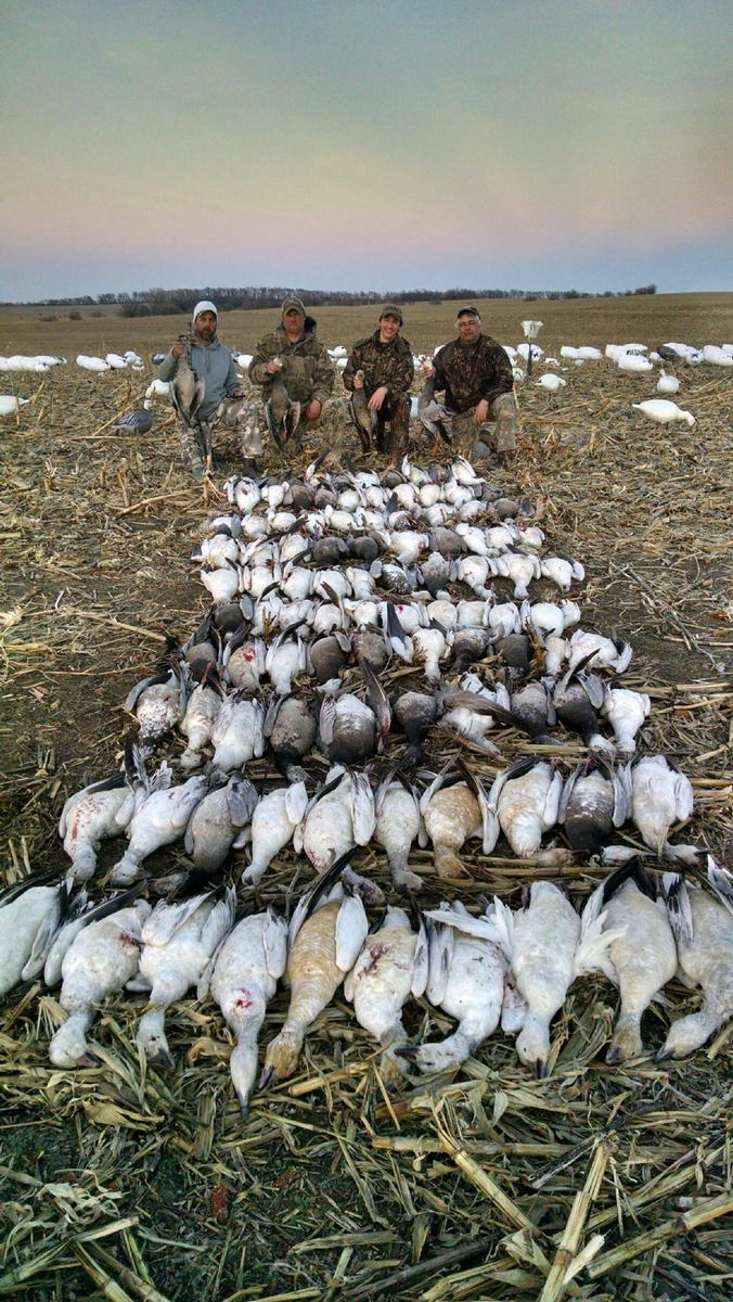 Missouri Snow Goose Hunting Photo